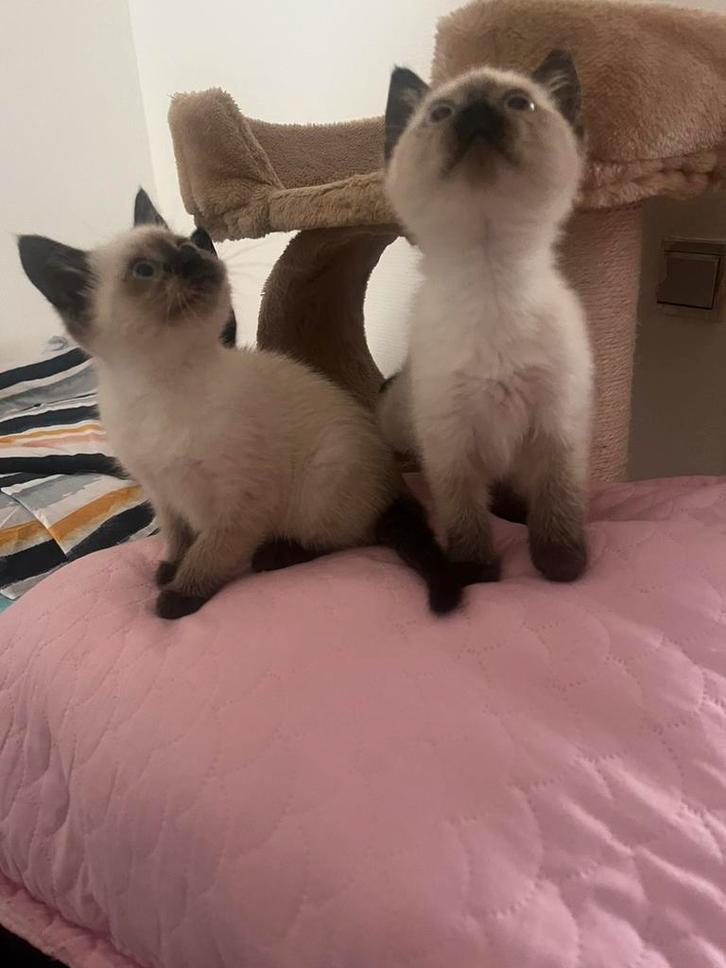 2 lief schattig half siammes en half kort britch haar kitten, Dieren en Toebehoren, Katten en Kittens | Raskatten | Korthaar, Poes