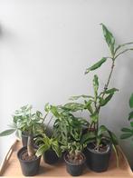 7 kamerplanten samen1koop (eventueel nog meer), Ophalen, Overige soorten, Halfschaduw, In pot