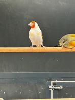 eumo witkop, Mannelijk, Bastaard