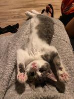 gatinho para adoção urgente, Poes, Kortharig, 0 tot 2 jaar