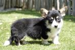 Prachtige Welsh corgi cardigan pups (ouders aanwezig), België, Overige rassen, CDV (hondenziekte), 8 tot 15 weken