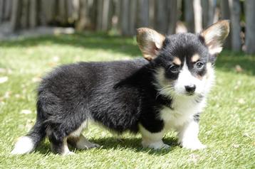 Prachtige Welsh corgi cardigan pups (ouders aanwezig) beschikbaar voor biedingen