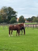 GEZOCHT Pensioenstal voor Quarter van 30 jaar, Dieren en Toebehoren, Stalling en Weidegang, Stalling, 1 paard of pony