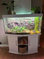Terrarium met kolenbrander en gifkikkers., Dieren en Toebehoren, Reptielen en Amfibieën, Schildpad, Met terrarium, 0 tot 2 jaar