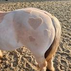 Scheren paarden en pony's, Verzorging of Verzorgpony's