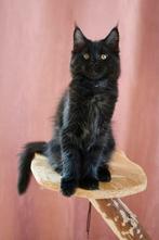 Maine Coon kitten stamboom, Dieren en Toebehoren, Katten en Kittens | Raskatten | Langhaar, Meerdere dieren