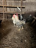 3 zware hanen, Dieren en Toebehoren, Pluimvee, Mannelijk, Kip
