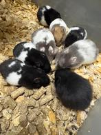 Tamme baby goudhamsters, Dieren en Toebehoren, Knaagdieren, Hamster, November, Meerdere dieren, Tam