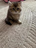 Lieve kitten zoekt huisje (kruising ragdoll), Kater, 0 tot 2 jaar