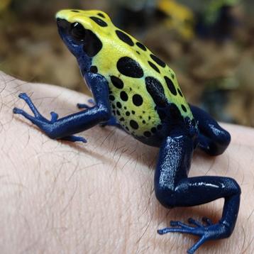 Dendrobates tinctorius 'Sipaliwini groen'  beschikbaar voor biedingen
