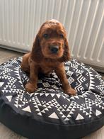 Ierse Setter Pups LAATSTE 2 REUTJES, Dieren en Toebehoren, Rabiës (hondsdolheid), 8 tot 15 weken, Meerdere, Meerdere dieren