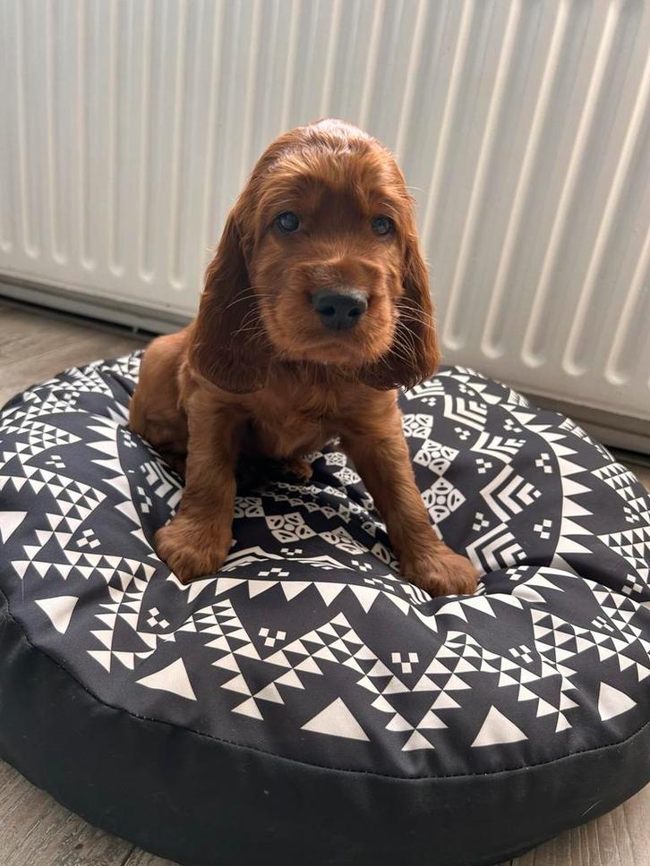 LAATSTE REUTJE wegens annulering ! Ierse Setter Pups, Dieren en Toebehoren, Honden | Setters en Staande honden, Meerdere dieren