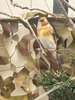 Putter bastaard 2025, Dieren en Toebehoren, Mannelijk, Wildzangvogel, Geringd