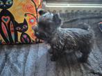 Cairn terrier, Dieren en Toebehoren, België, Particulier, 8 tot 15 weken, Teef