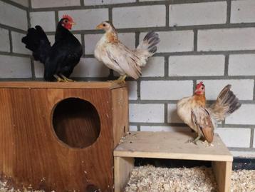 Mooi trio kleine Serama kriel kipjes, onverwant 2025. beschikbaar voor biedingen