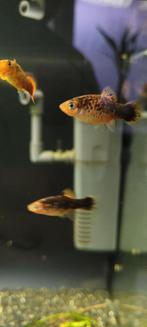 Platy (Xiphophorus maculatus), Vis, Zoetwatervis, Schoolvis