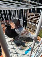 Birmingham roller koppel, Dieren en Toebehoren, Vogels | Duiven, Meerdere dieren, Tuimelaar of Roller