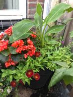 Grote pot met Musella Lasiocarpa (met onderbeplanting), Ophalen, Zomer, Overige soorten, Volle zon