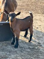 Lief geiten bokje, Dieren en Toebehoren, Schapen, Geiten en Varkens, Mannelijk, Geit, 0 tot 2 jaar