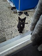 Blacky zoekt een rustig en warm huisje, Dieren en Toebehoren, Katten en Kittens | Raskatten | Korthaar, Kater, Ontwormd, 0 tot 2 jaar