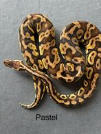 Pastel vrouw koningspython ballpython, Dieren en Toebehoren, Reptielen en Amfibieën, Slang