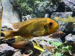 Petrochromis Moshi Yellow man (20cm+), Dieren en Toebehoren, Vissen | Aquariumvissen, Vis