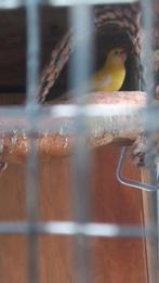 Penant rosella    man   2024     geel, Dieren en Toebehoren, Mannelijk, Parkiet, Geringd