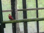 Gevraagd Stanley rosella pop, Dieren en Toebehoren, Vogels | Parkieten en Papegaaien, Vrouwelijk, Parkiet, Geringd