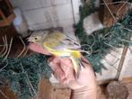 Jonge groenlingen koppels en lossen vogels, Dieren en Toebehoren, Vogels | Overige Vogels, Meerdere dieren, Wildzangvogel, Geringd