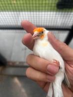 Putter agaat bonte man 2025, Dieren en Toebehoren, Vogels | Overige Vogels, Mannelijk, Wildzangvogel