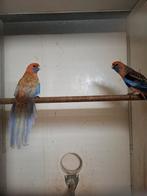 Koppel oranje pennant rosella's, Dieren en Toebehoren, Meerdere dieren, Parkiet, Geringd