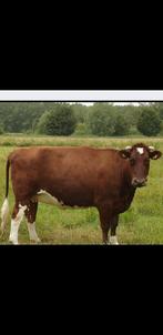 Brandrode rund gezocht, Dieren en Toebehoren, Runderen