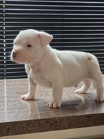 Zeer forse Pocket  bully pups, Parvo, Overige rassen, 8 tot 15 weken, Meerdere