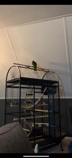 Grote papagaaienkooi, Dieren en Toebehoren, Ophalen, Zo goed als nieuw, Vogelkooi