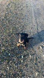 poedel schnauzer kruising pups, Parvo, Overige rassen, 8 tot 15 weken, Meerdere