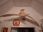 Opgezette meeuw GROOT, Ophalen, Gebruikt, Vogel, Opgezet dier