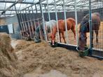 Opfok voor merrieveulens  geboren in 2024, Opfok, 4 paarden of pony's of meer