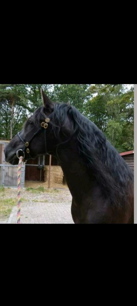 Verzorgpaard/ bijrijdpaard aangeboden, Dieren en Toebehoren, Stalling en Weidegang