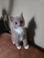 Life mooi choco Ragdol, Kater