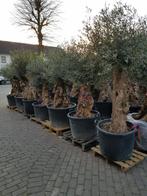 KORTING: MINSTENS 10% KORTING OP AL ONZE OLIJFBOMEN, In pot, Halfschaduw, Ophalen of Verzenden, 100 tot 250 cm