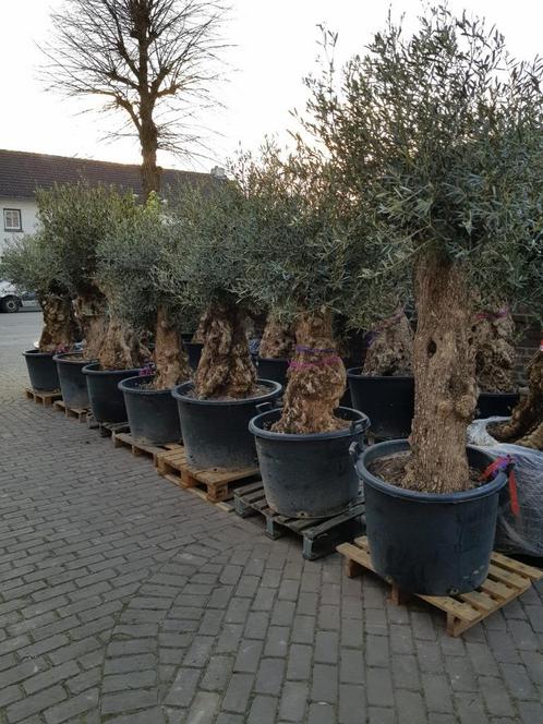KORTING: MINSTENS 10% KORTING OP AL ONZE OLIJFBOMEN, Tuin en Terras, Planten | Bomen, Olijfboom, 100 tot 250 cm, Halfschaduw, Zomer