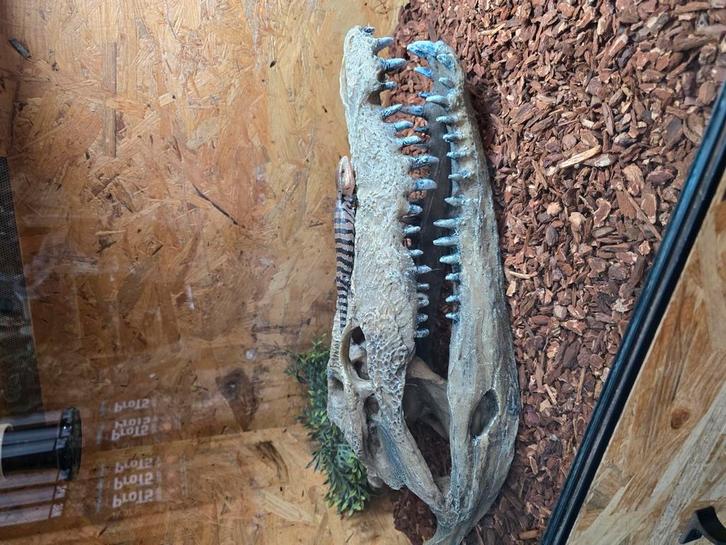 Tiliqua gigas evanescens nakweek 2025