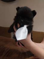 Prachtige pomchi pups, Dieren en Toebehoren, 8 tot 15 weken, Meerdere, Meerdere dieren, Chihuahua