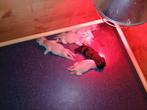 Amerikaanse cocker spaniel pups, Dieren en Toebehoren, 8 tot 15 weken, Meerdere, Meerdere dieren, Spaniël