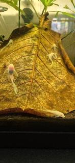 Snowwhite longfin en shortfin, Dieren en Toebehoren, Vis