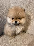 Prachtige Pomeriaan | minikees | bearface | puppy’s, Dieren en Toebehoren, Parvo, Keeshond, 8 tot 15 weken, Meerdere