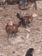 Hollandse kriel, Dieren en Toebehoren, Pluimvee, Meerdere dieren, Kip