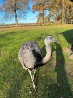 Mooie nandoe, Dieren en Toebehoren, Pluimvee, Mannelijk, Overige soorten