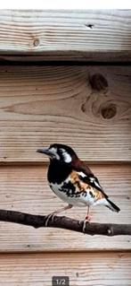 Te kop kastanjeruglijster, Dieren en Toebehoren, Vogels | Overige Vogels, Meerdere dieren