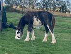 Tinker / Irish Cob hengst veulen, Dieren en Toebehoren, Pony's, Hengst, 0 tot 2 jaar